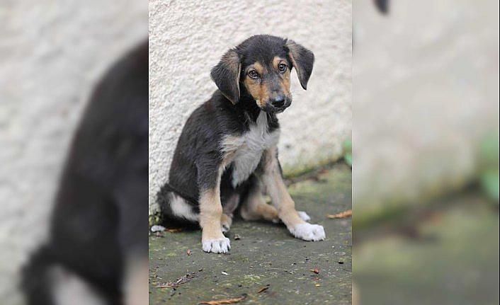 Rize'de dereye atılan köpek yavrusu koruma altına alındı