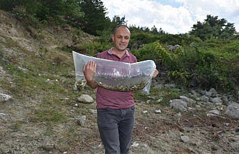 Sinop'ta 92 bin sazan balığı göletlere salındı