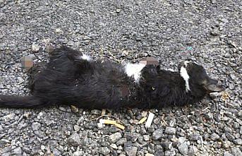 Karabük'te patileri kesik ölü kedi bulundu