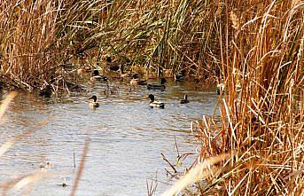 Kızılırmak Deltası Kuş Cenneti'ndeki su kuşları artıyor
