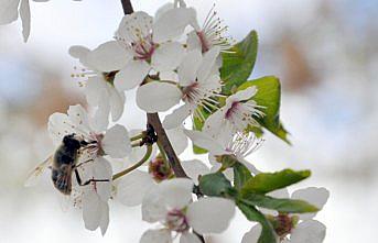 Bayburt'ta ilkbaharla birlikte doğa canlandı