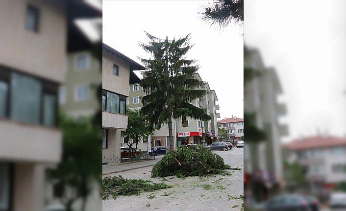 Bolu'da şiddetli rüzgar nedeniyle bir ağacın üst kısmı yola düştü