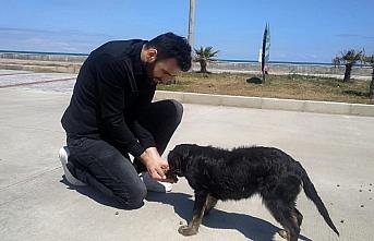 Samsun'da gençler vakitlerini sokak hayvanlarına ayırıyor