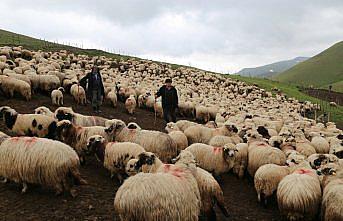 85 yaşındaki Süleyman dedenin bitmeyen çobanlık tutkusu