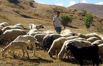 Taksitle aldığı koyunlarla köyüne yerleşti, sürüsünü 5 katına çıkardı