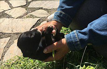 Bartın'da hayırsever kadın köpek yavrularını suni teneffüsle hayata döndürdü