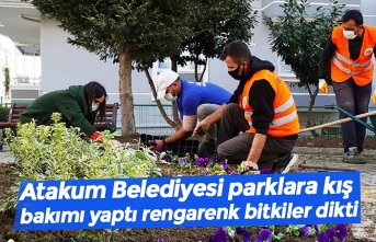 Atakum Belediyesi parklara kış bakımı yaptı rengarenk bitkiler dikti