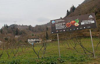 Trabzon'da fındık üreticilerine 20 bin fidan dağıtıldı
