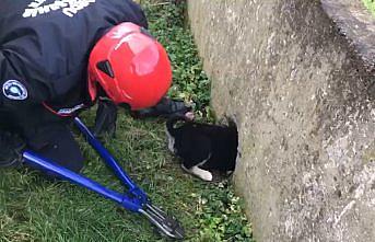 Ordu'da bahçe duvarına sıkışan köpeği itfaiye ekipleri kurtardı