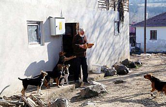 Sokak köpeklerine sıcak yuva sunmak için köyden ayrılmadı