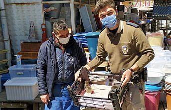 Bolu'da 4 yavru kedi tedavi altına alındı