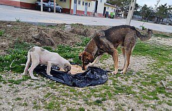 Kastamonu'da HAYTAP gönüllüleri, kısıtlamada yiyecek bulmakta zorlanan sokak hayvanlarını unutmadı