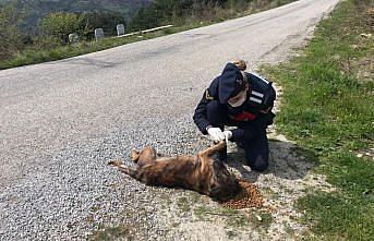 Kastamonu'da jandarmadan sokak hayvanlarına yiyecek desteği