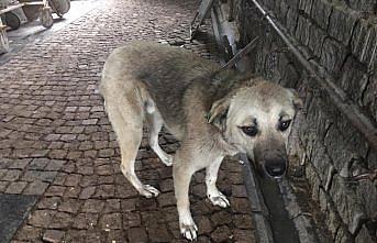 Samsun'da biri kulakları kesilmeye çalışılırken bulunan diğeri hasta iki sokak köpeği sağlığına kavuşturuldu