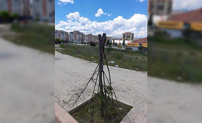 Kastamonu Belediyesi, kesilen bir ağacın fotoğrafını sosyal medyadan paylaşıp tepki gösterdi