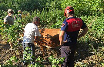 Zonguldak'ta uçuruma yuvarlanan inek vinç yardımıyla kurtarıldı