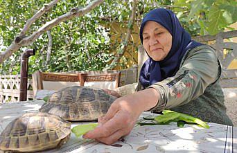 Amasyalı 71 yaşındaki Zekiye Artut bahçesindeki 3 kaplumbağaya özenle bakıyor: