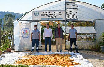 Ereğli'de 14 çeşit yerel tohum üretildi