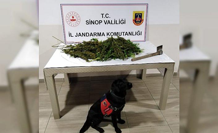 Sinop'ta uyuşturucu operasyonunda 2 şüpheli yakalandı