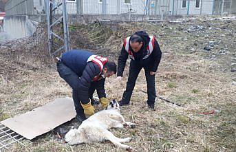 Giresun'da dereye düşen köpek itfaiye ekiplerince kurtarıldı