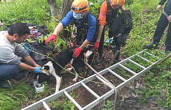 Karabük'te 10 metre derinliğindeki kuyuya düşen iki köpek kurtarıldı