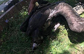 Uçmayı öğrenemediği için aç kalan kara akbaba yavrusu korumaya alındı