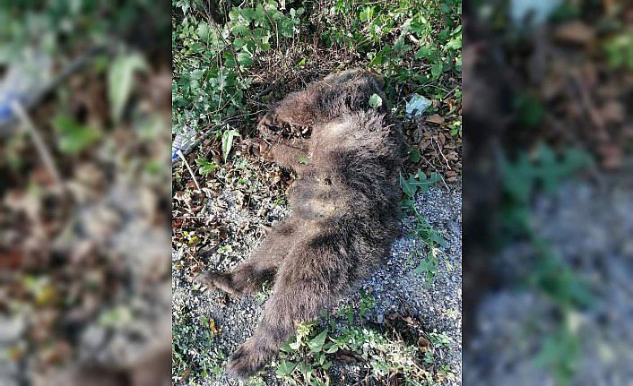 Bolu'da aracın çarptığı yavru ayı öldü