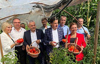 Safranbolu'nun coğrafi işaretli maniye domatesinde 2 bin ton rekolte bekleniyor