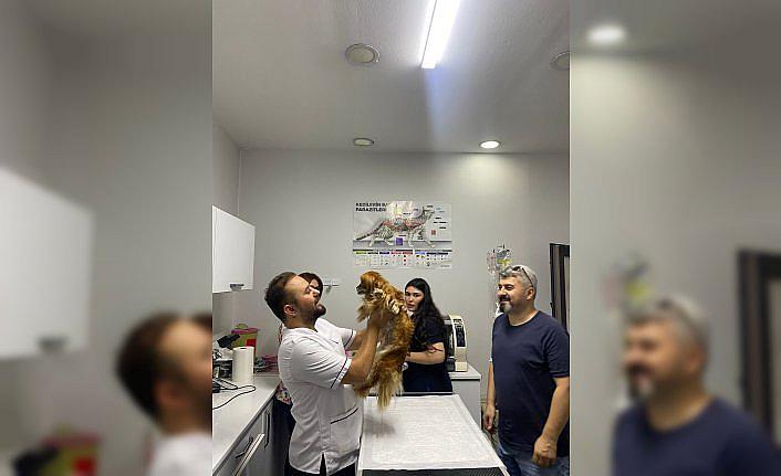 Zonguldak'ta rahminde iltihap bulunan köpek ameliyatla sağlığına kavuşturuldu
