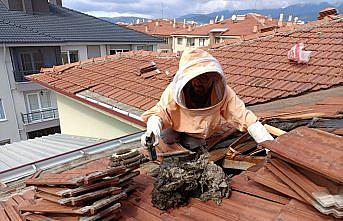 Bolu'da okulun tadilat yapılan çatısındaki arı yuvaları temizlendi