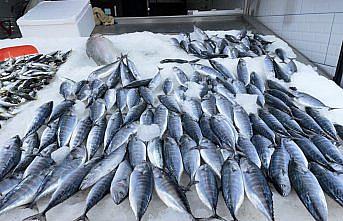 Karadeniz'de deniz suyu sıcaklığı balık avcılığını olumsuz etkiledi