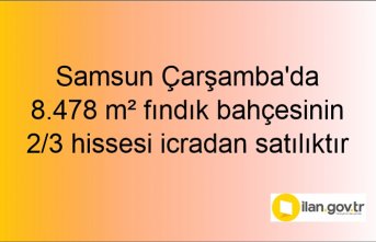 Samsun Çarşamba'da 8.478 m² fındık bahçesinin 2/3 hissesi icradan satılıktır