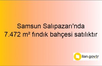 Samsun Salıpazarı'nda 7.472 m² fındık bahçesi icradan satılıktır