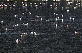 Tuz Gölü'nde alınan tedbirlerle yavru flamingolar kurtuldu