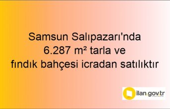 Samsun Salıpazarı'nda 6.287 m² tarla ve fındık bahçesi icradan satılıktır