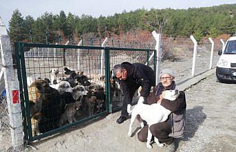 Tosya'da sahipsiz köpeklere kuduz aşısı yapılıyor