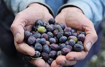 Artvin'de lezzet ödüllü “Butko zeytini“nin hasadı yapılıyor