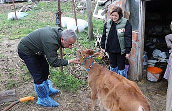 Süt verimi yüksek jersey ırkı ineklerin sayısı suni tohumlama ile artırılıyor