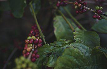 Ağaç gölgesinde yetiştirilen “Küba kahvesi“ sürdürülebilir tarıma örnek oluyor