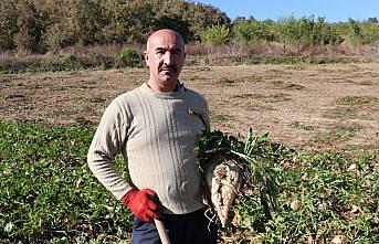 Samsun'da şeker pancarı hasadı çiftçinin yüzünü güldürüyor
