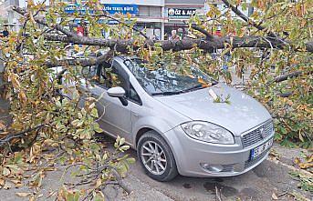 Bafra'da şiddetli rüzgarın devirdiği ağaç otomobillere zarar verdi