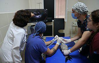 Samsun'daki hayvan hastanesinde bu yıl 350 yaban hayvanı tedavi edildi