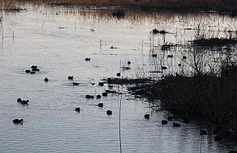 Efteni Gölü Kuş Cenneti'nde 22 türden 2 bin 111 kuş listelendi