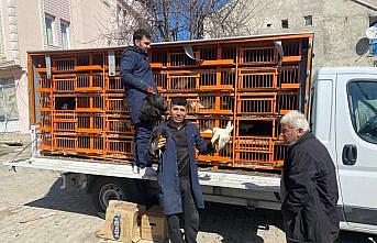 Almus'ta çiftçilere 2 bin tavuk, horoz ve hindi yavrusu dağıtıldı