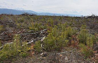 Sinop'ta 2020'de çıkan yangında zarar gören 322,7 hektarlık alan yeniden ağaçlandırılıyor