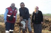 Bafra'da şap hastalığına karşı aşılama ile küpeleme çalışması