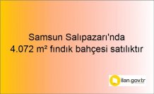 Samsun Salıpazarı'nda 4.072 m² fındık bahçesi icradan satılıktır