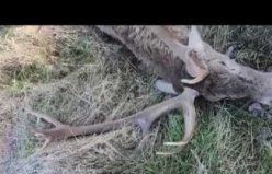 Bolu'da yaralı geyik tedavi altına alındı