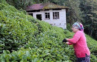 ÇAYKUR'un 2018 yılı yaş çay alımı rekorla tamamlandı