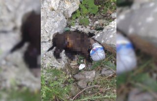 Zonguldak'ta köpeğe işkence iddiası